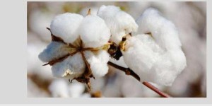 What is Pima cotton (What is Pima cotton fabric)