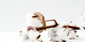 What does Sea Island Cotton mean? (Use Sea Island Cotton to give your baby the most intimate care)
