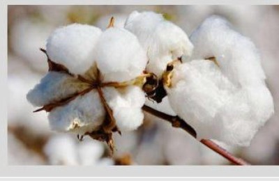 What material is Pima cotton? (What is Pima cotton)