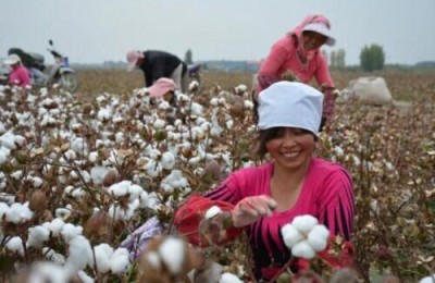 Is Egyptian cotton better than Xinjiang cotton (Why is Xinjiang cotton top in the world)