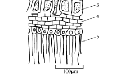 Overview Ginning Mechanism